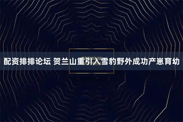 配资排排论坛 贺兰山重引入雪豹野外成功产崽育幼